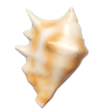 미니 거미고둥
